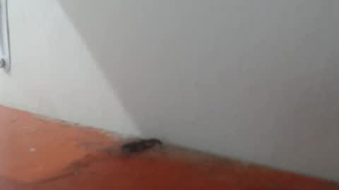 Alexamdergal online show from March 6, 11:04 pm