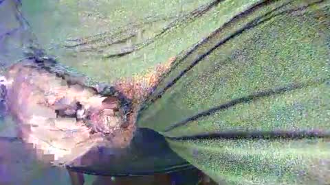 Snapshot of alexhot4her chatting on October 27, 11:38 pm Alex online show from October 27, 11:38 pm