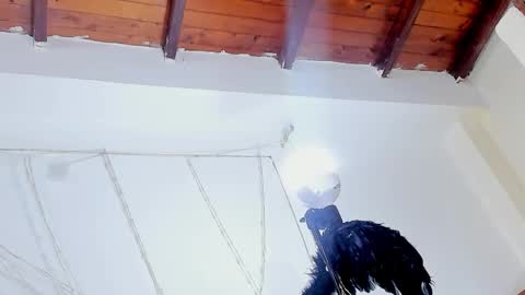 ANTO  online show from November 10, 3:04 pm