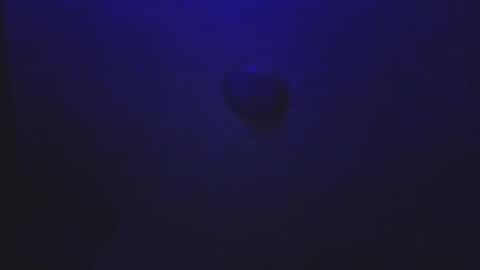 Daddy online show from November 26, 10:01 am