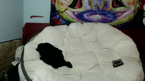 Bent Bunny online show from July 8, 2:59 am