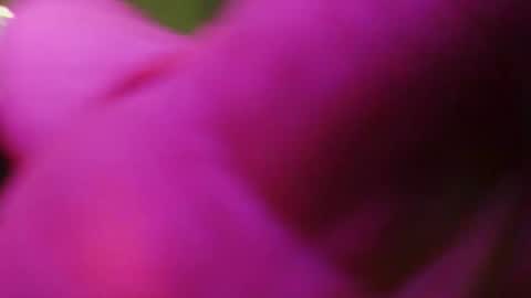 bidadwitabooty online show from March 18, 10:10 am