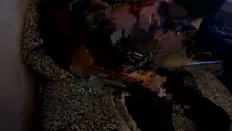 bigdickpapishampoo online show from November 17, 12:46 am