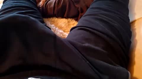 pocolococo online show from February 19, 7:07 am