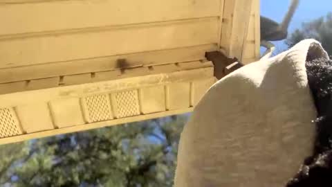 Black Clover online show from January 4, 5:05 pm