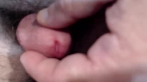 bobswan online show from January 29, 3:04 pm