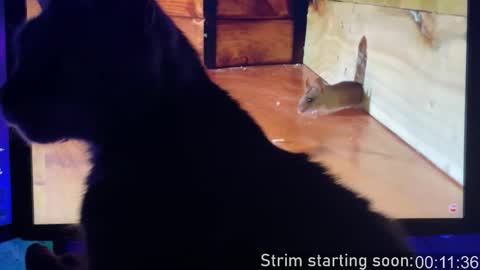 Booker Baxton online show from February 3, 3:59 am