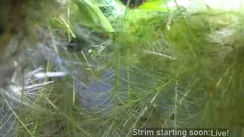 Booker Baxton online show from March 10, 3:00 am