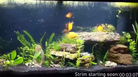 Booker Baxton online show from December 19, 4:08 am