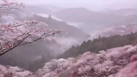 Lilly online show from January 12, 7:15 am