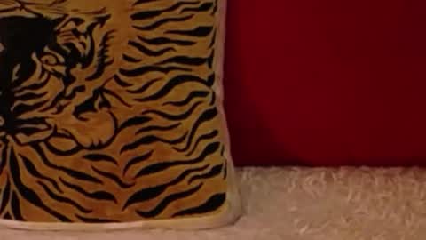 camilashine online show from March 19, 12:38 am