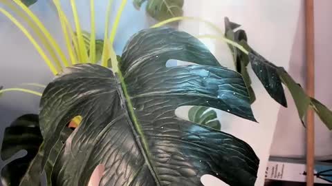 Camillo Virgil online show from October 17, 11:03 am