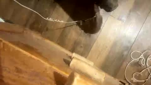 chaserandall1264 online show from September 20, 3:42 am