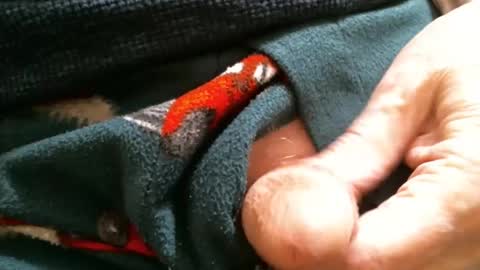 Snapshot of cutandwaxed2 chatting on January 29, 2:10 pm BI SMOOTH MATURE  SUB online show from January 29, 2:10 pm