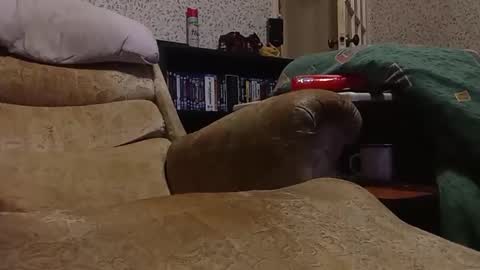 dave1701d online show from December 4, 5:21 am