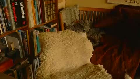 David online show from November 26, 9:50 am