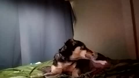 Snapshot of davidjose1995 chatting on December 29, 9:30 pm Juice cock online show from December 29, 9:30 pm