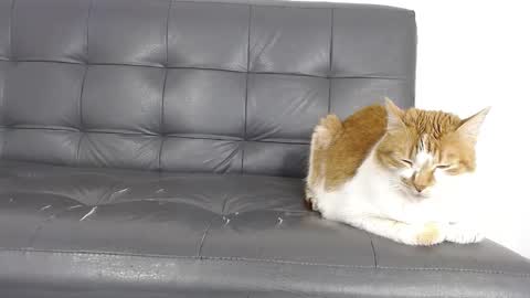 Deysha online show from February 23, 6:37 am