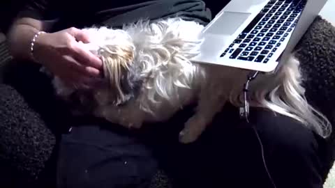 DKdad online show from December 4, 3:22 pm