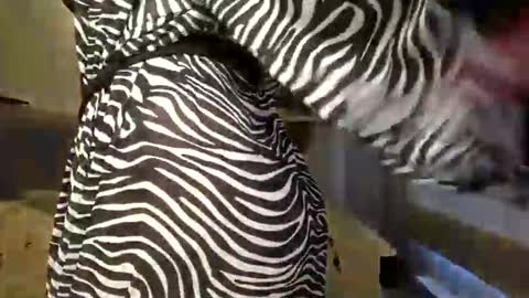 DOM MUMMY online show from March 9, 6:50 am