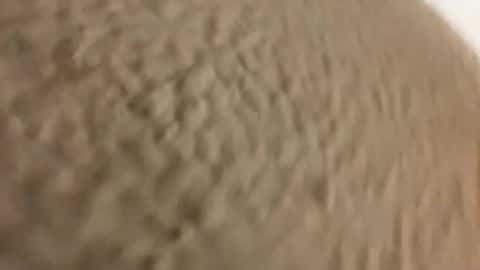 Gabs online show from February 16, 6:28 pm