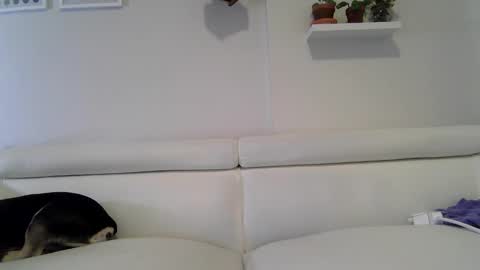 Badblondebunny online show from January 17, 11:46 pm