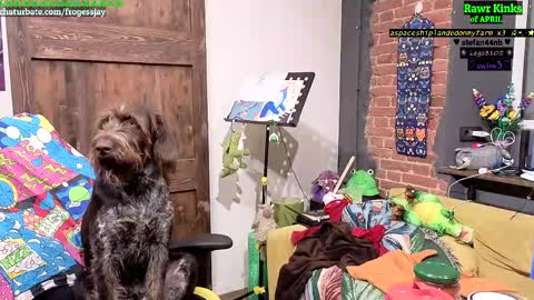   Jaywise Frogfoot  online show from April 11, 8:13 pm