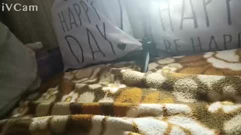 Snapshot of gatodes6116291 chatting on October 30, 5:35 pm gatodes6116291 online show from October 30, 5:35 pm