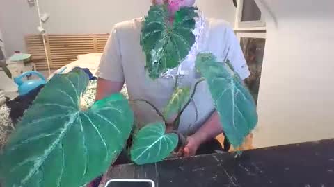 goura2000 online show from March 19, 8:36 pm