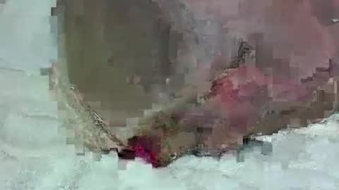 growerboy25 online show from September 18, 2:37 am