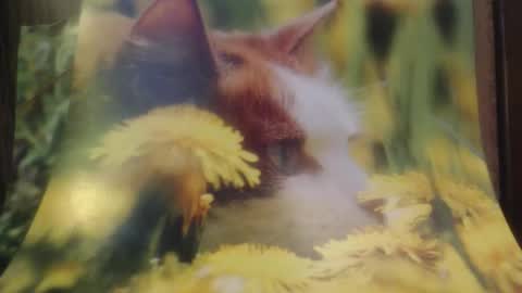 Helvell online show from April 12, 7:29 pm