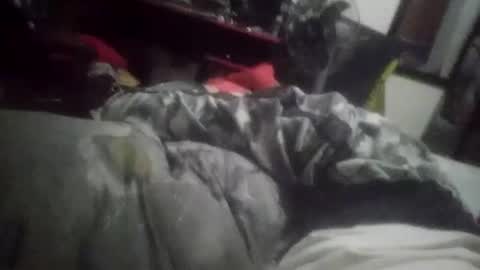 horsebrowm online show from January 1, 11:29 pm