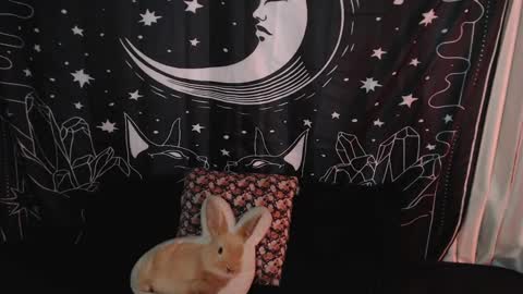 Snapshot of isabella__dark chatting on January 7, 10:41 pm    online show from January 7, 10:41 pm