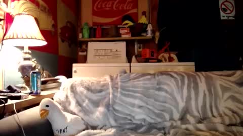 Johston online show from May 31, 2:43 am