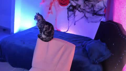 kitty__chs online show from November 6, 1:25 pm