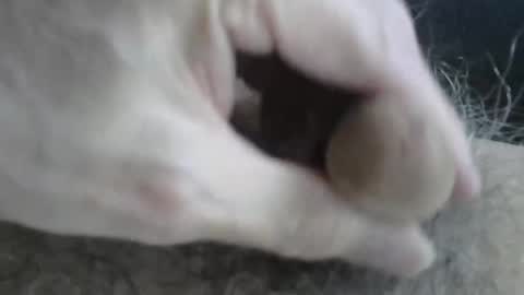 loveabush49 online show from November 26, 9:00 pm