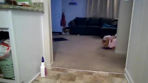 Kaye online show from October 31, 4:46 am