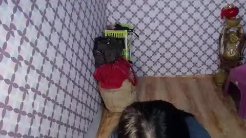 andrea online show from December 6, 2:44 pm