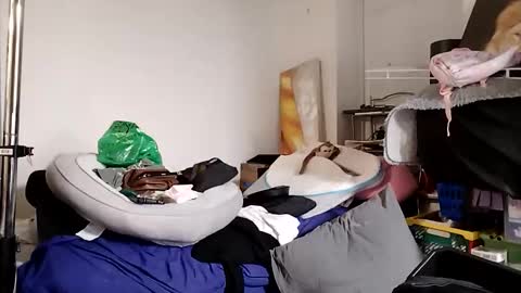 TsJojo online show from December 1, 9:40 am