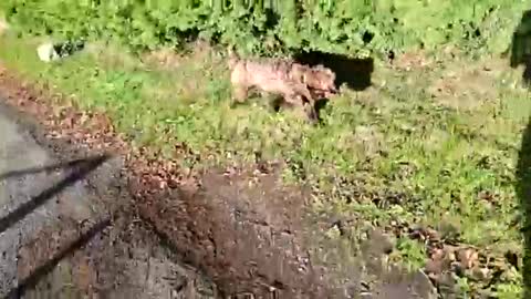 Paulo online show from November 1, 9:30 am