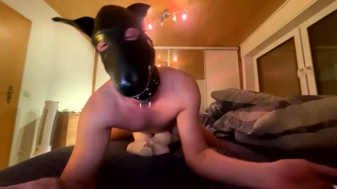 playdog123 online show from November 26, 6:37 pm