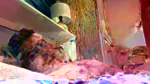 sexdisruptor online show from January 4, 3:07 am