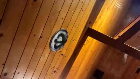 Snapshot of siphonophorstrings chatting on September 22, 12:42 pm Dustbunnyfoofoo online show from September 22, 12:42 pm