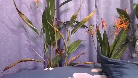 Slcouple online show from December 16, 12:15 am