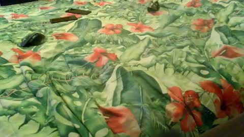 Snapshot of stel7621 chatting on September 24, 4:47 pm Rocco-load online show from September 24, 4:47 pm