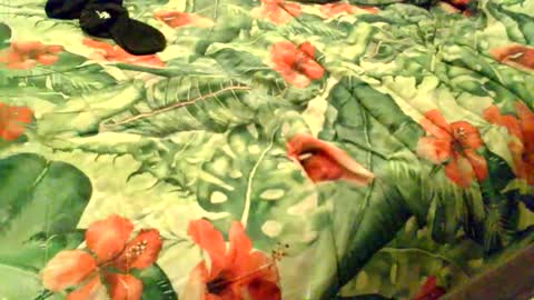 Rocco-load online show from November 28, 8:16 pm