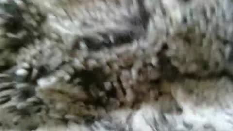 straitshooter7 online show from May 17, 10:46 am