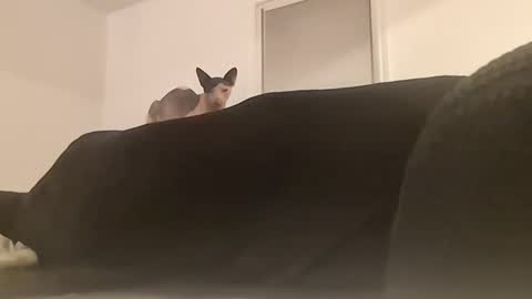 sugarbaby69969 online show from September 22, 2:15 am