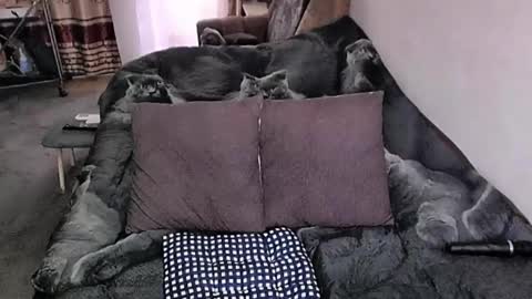 Lana online show from November 20, 4:11 am