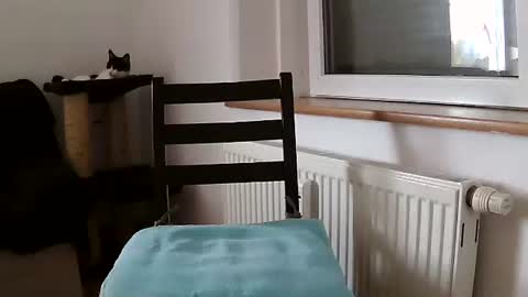 Daniel online show from October 11, 2:00 pm